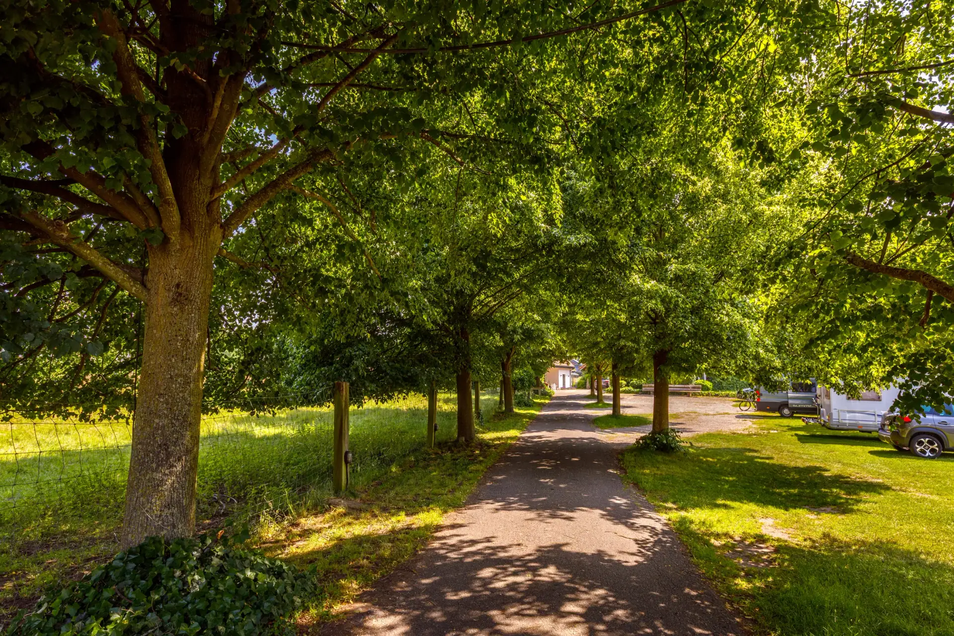 Baumgesäumte Zufahrt zum Drostenhof