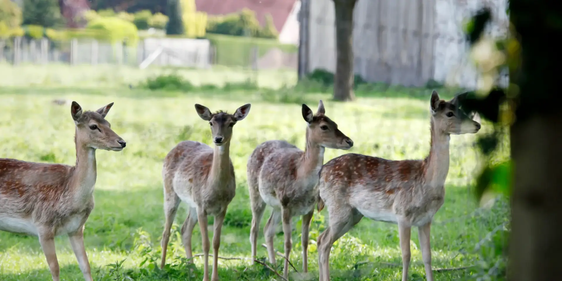 Damwild auf einer Wiese